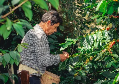 ampesino cosechando granos de café maduros en finca cerca de Medellín