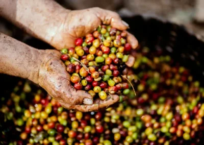 Manos campesinas recolectando café durante el tour del café.